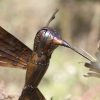 Siniša Vugrek - kolibrić