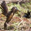 Siniša Vugrek - kolibrić